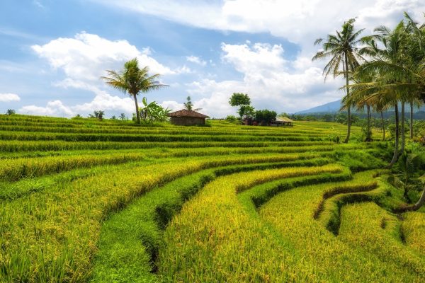 View of Jatiluwih rice terrace, Bali