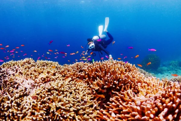 scuba-diving-swimming-by-fishes-corals-sea-1024x768